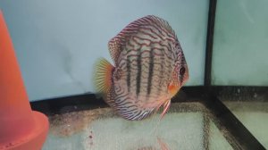 Обзор разводни Дискусы Кубани