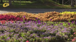 РУБРИКА "БЕЗ КОММЕНТАРИЕВ"