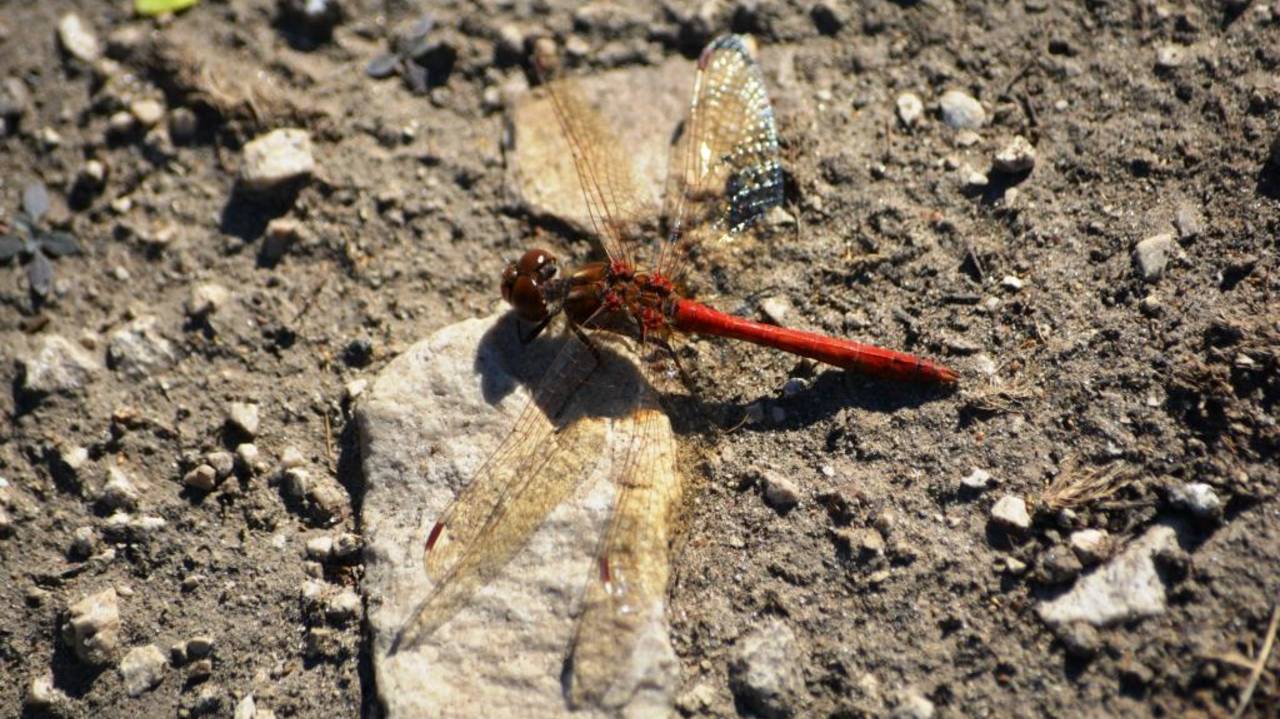 Стрекоза обыкновенная. Самец ( Sympetrum vulgatum ) смотреть онлайн