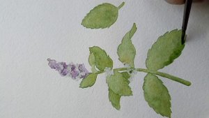 Как рисовать мяту акварелью: стилизованная версия