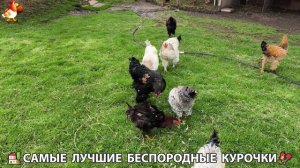 Цыплята и Курочки селяночки лучшие беспородные несушки 🥚 (304)