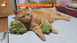 Нарядные Котики расслабляются на солнышке 🌞 🐈🐈🐈 (318)
