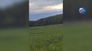 «Рыбалка» с медведем: хищник устроил неожиданную встречу сургутским рыбакам