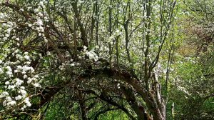 Шашлычные места.