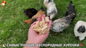 Цыплята и Курочки селяночки лучшие беспородные несушки 🥚 (303)