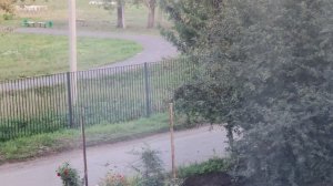 цветы вдоль дороги в деревне