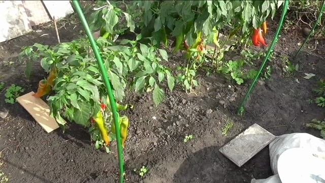 Последние перцы, итоги сезона.