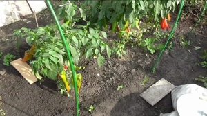 Последние перцы, итоги сезона.
