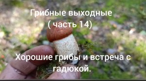 Грибные выходные часть 15 Хорошие грибочки и встреча с гадюкой.