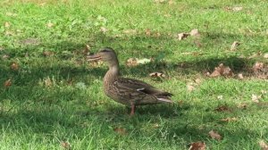 Голуби ранетку ели, бабочка и др.