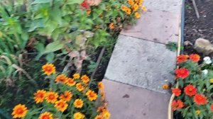 На даче: световое и цветочное шоу после заката 🌇 - оранжевые облака и красивые цветы. Сибирь, 15.09