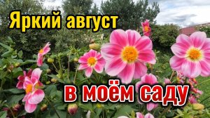 Август - время не менее прекрасных цветов в моём саду. Делюсь с вами красотой  уходящего лета.