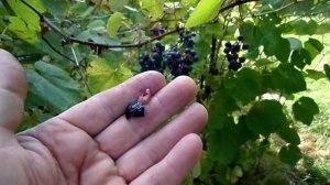 НЕ САЖАЙТЕ ЭТОТ ВИННЫЙ СОРТ ВИНОГРАДА - ИЗОБЕЛЛА