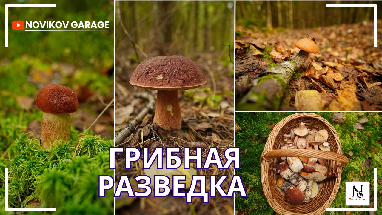 Грибная разведка 14 сентября 2025. Всеволожский район. смотреть онлайн