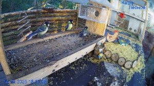 🔴24/7 Кормушка в лесу онлайн "Кафе Лесное" #Relaxing #природа #звуки леса #сентябрь