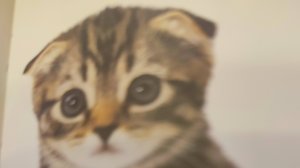 кормлю котика 😻💗