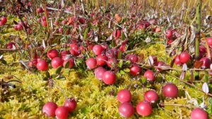 пошли за клюквой набрали ведро.нашли сгнивший капкан