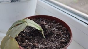 цветок декабрист растёт в горшке на окне в деревне