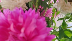 15-09-2025 букет из астр, уютная жизнь в деревне