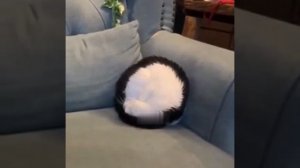 Несгораемый котёнок 😺🔥 #shorts