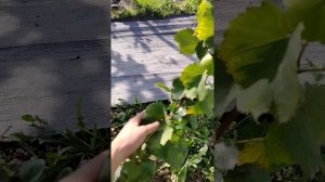 Сбор урожая красотки 15.09.2025