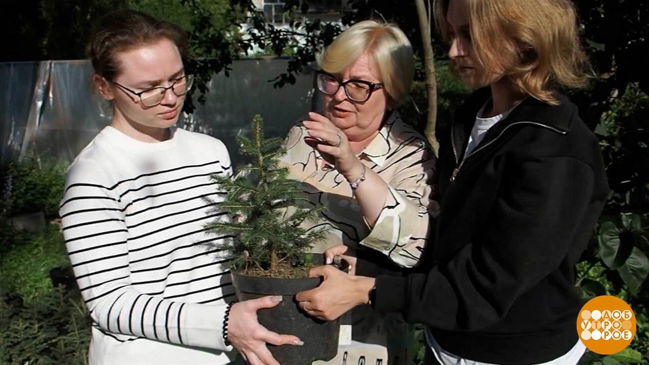 Сажаем лес, идем в будущее. Доброе утро. Фрагмент выпуска от 15.09.2025