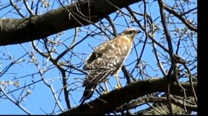 PredetorSlow WhetStone Lake 042016