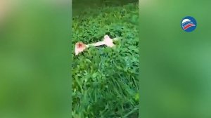 «Картонные дроны» стали поводом для шуток в польском обществе