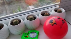 деревенская атмосфера и уют