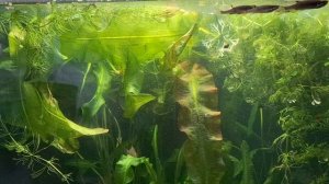 Аквариум с пресноводными рыбсами.