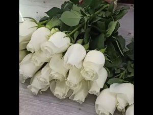 Роза Эквадор сорт Прауд