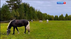 В селе Пажга открывается приют для лошадей