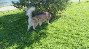 Что это было 😮 🐹🐾🐺😄 аляскинский #маламут #malamute #собака VID_20250911_134127