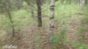 Мы снова в лесу заготавливаем грибы.