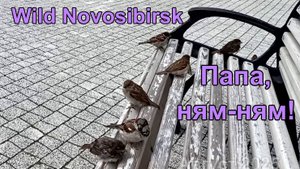 Папа, ням-ням! (вспоминая неделю переписи воробьев)