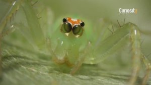 ПАУЧЬЕ ЗРЕНИЕ: ЦВЕТОВОСПРИЯТИЕ