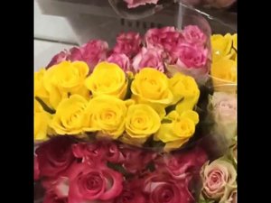 Роза Кения оптом |SPBROZA