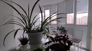 Выходные дома/Дела домашние/Готовлю/Дегустируем сало