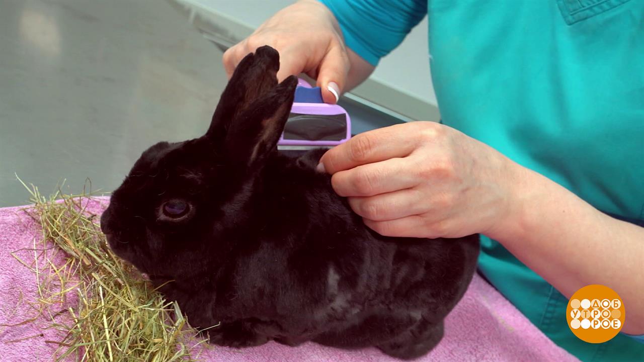 Учимся вычесывать кролика. Доброе утро. Фрагмент выпуска от 16.09.2025