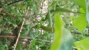 Фрукты необычные на вид и со странным вкусом.