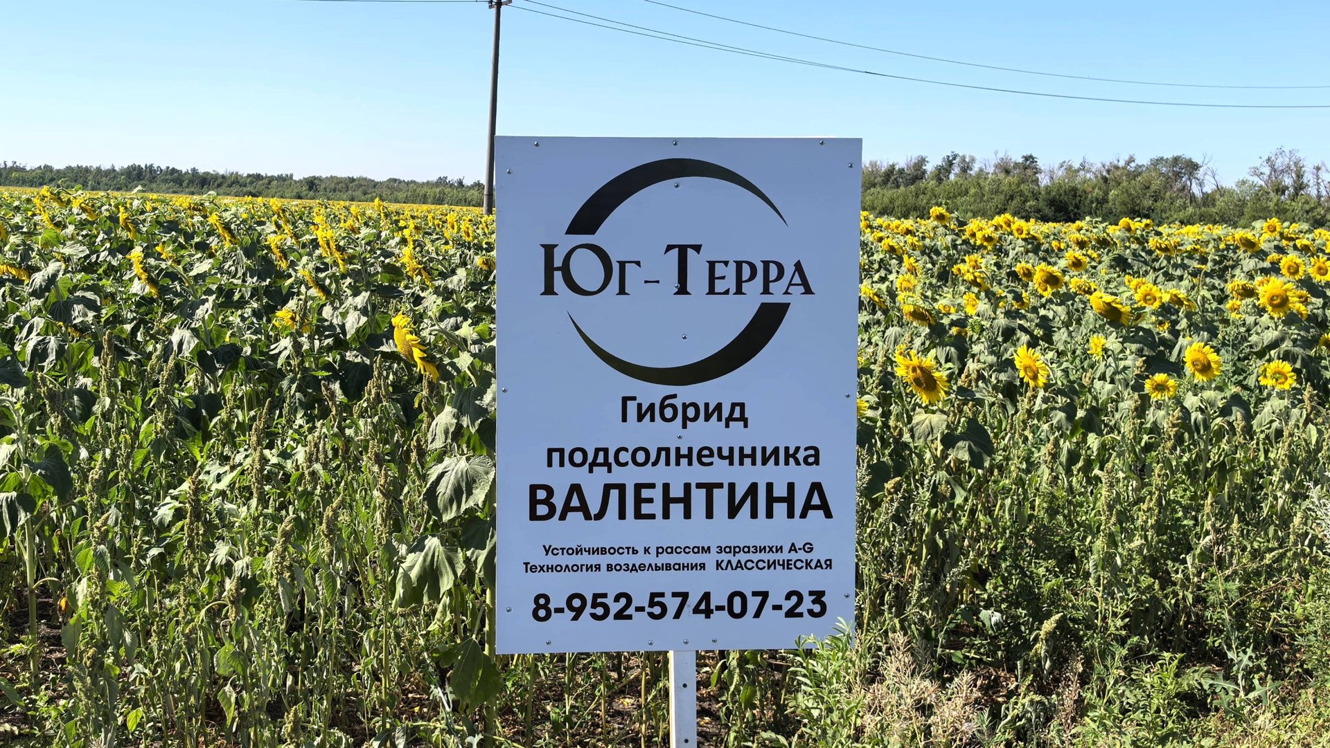Семена подсолнечника гибрид Валентина🌻 От компании ООО Юг-Терра 🌻 Оптимальный выбор в 2025 году смотреть онлайн