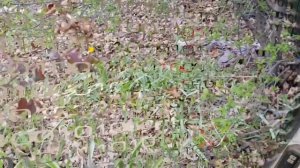 Life VLOG. ДИКИЕ ТЮЛЬПАНЫ.ЦВЕТЫ-МОЯ СТРАСТЬ! И СТАКАНЧИК БЕЛОГО ВИНА.