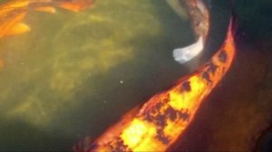 И молвит она: "Чего тебе надобно, старче?.."