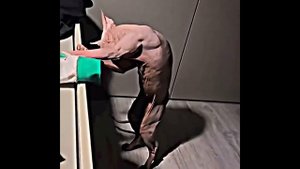 кошачий гум где?