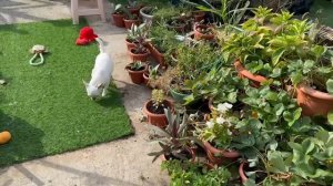 Строим планы, тепличку решили перенести в дом.