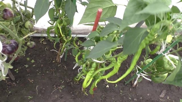 Оригинальный перец на моем огороде