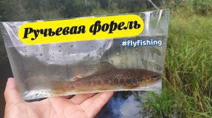 | Ловля форели нахлыстом на сухую муху | #рыбалка #нахлыст #flyfishing