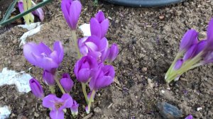 БЕЗВРЕМЕННИК ОСЕННИЙ, как же он прекрасен  Предупреждаю: ядовиты все части растения.