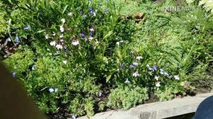 23-2019 ДАЧНЫЙ ВЛОГ! Жалуюсь на соседей _ Elena Pero