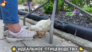 Идеальное птицеводство достойно восхищения 🐓🦆🦢🦚🦃🐔 эпизод (341)